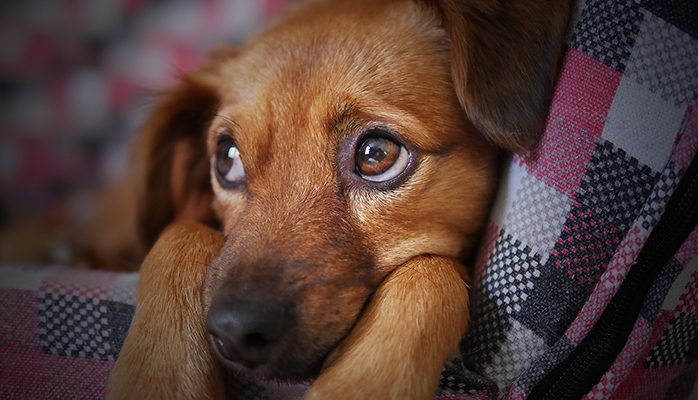 Accident avec un animal : risque t-on un malus ?